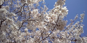 桜が満開